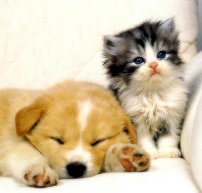 Un chiot et un chaton, assurance santé chien et chat